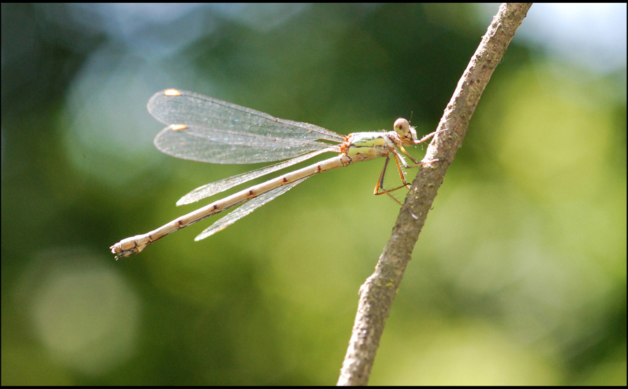 Chalcolestes viridis o parvidens